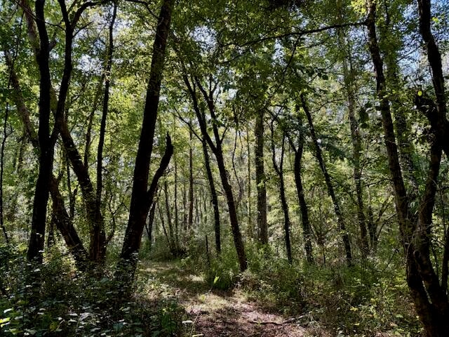 Mississippi Land For Sale With A Creek