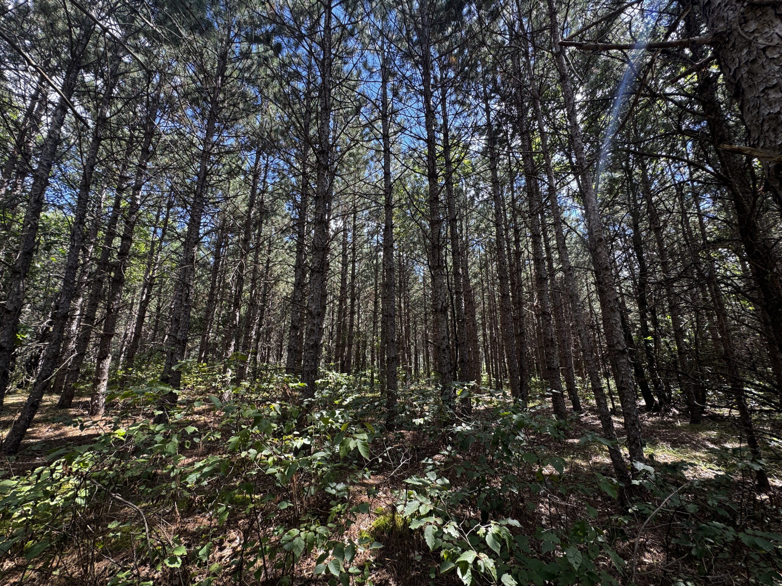 40-acre timbered tract in the Town of Big Flats