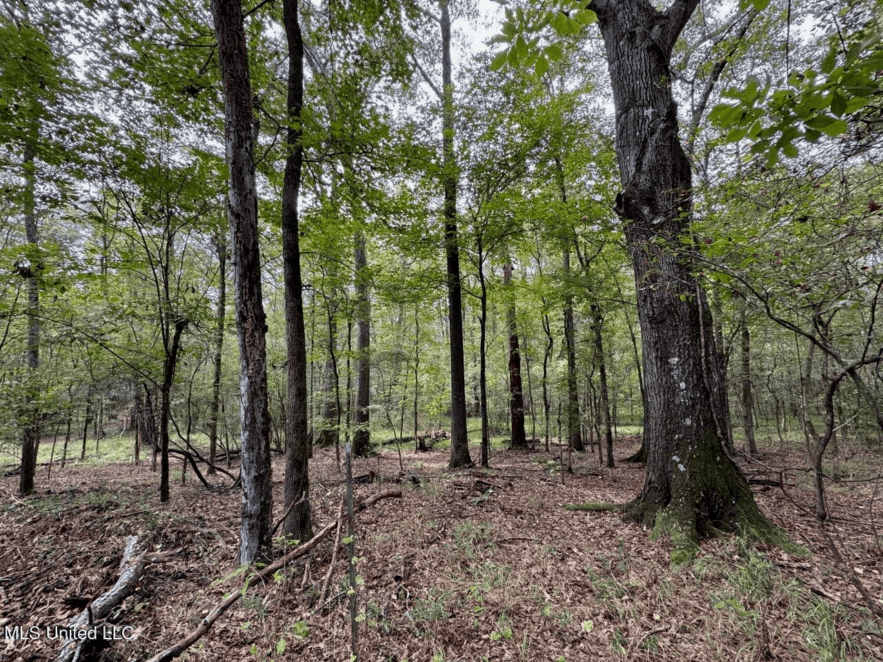 Hunting Land in Claiborne County, MS – The Sawmill 98