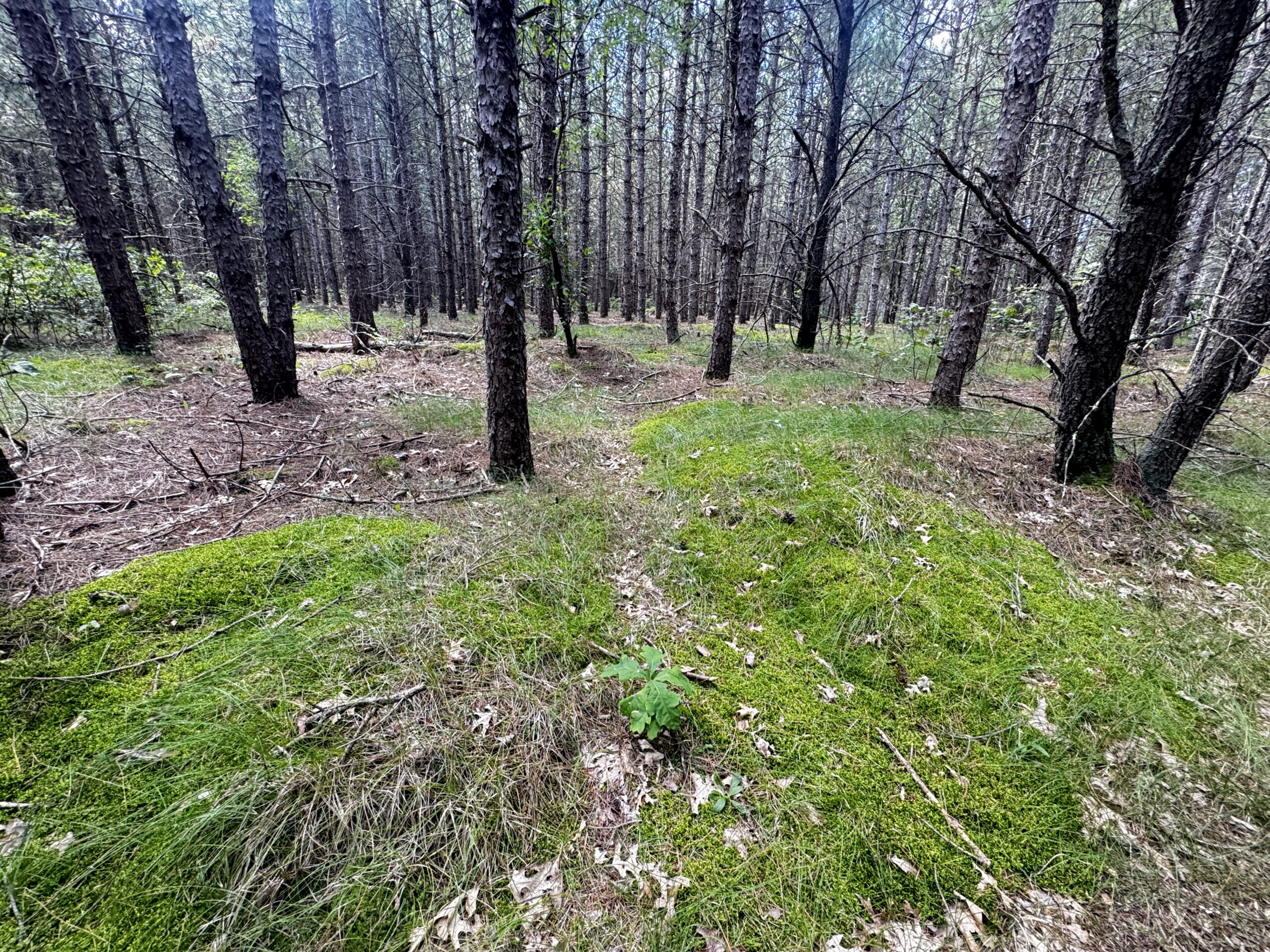 80-acre timber tract in the Town of Big Flats