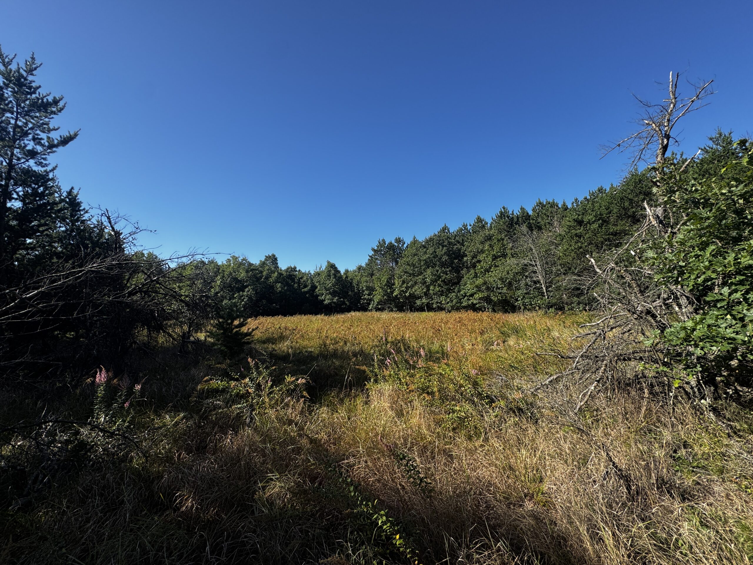 80-acre timber tract in Adams County