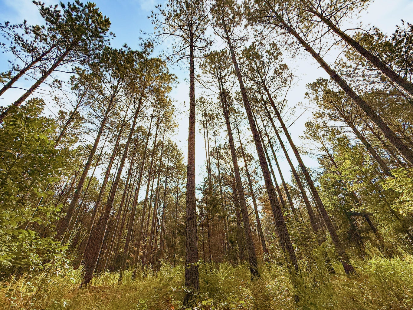 701 Acre Timber & Hunting Land Prentiss Co MS