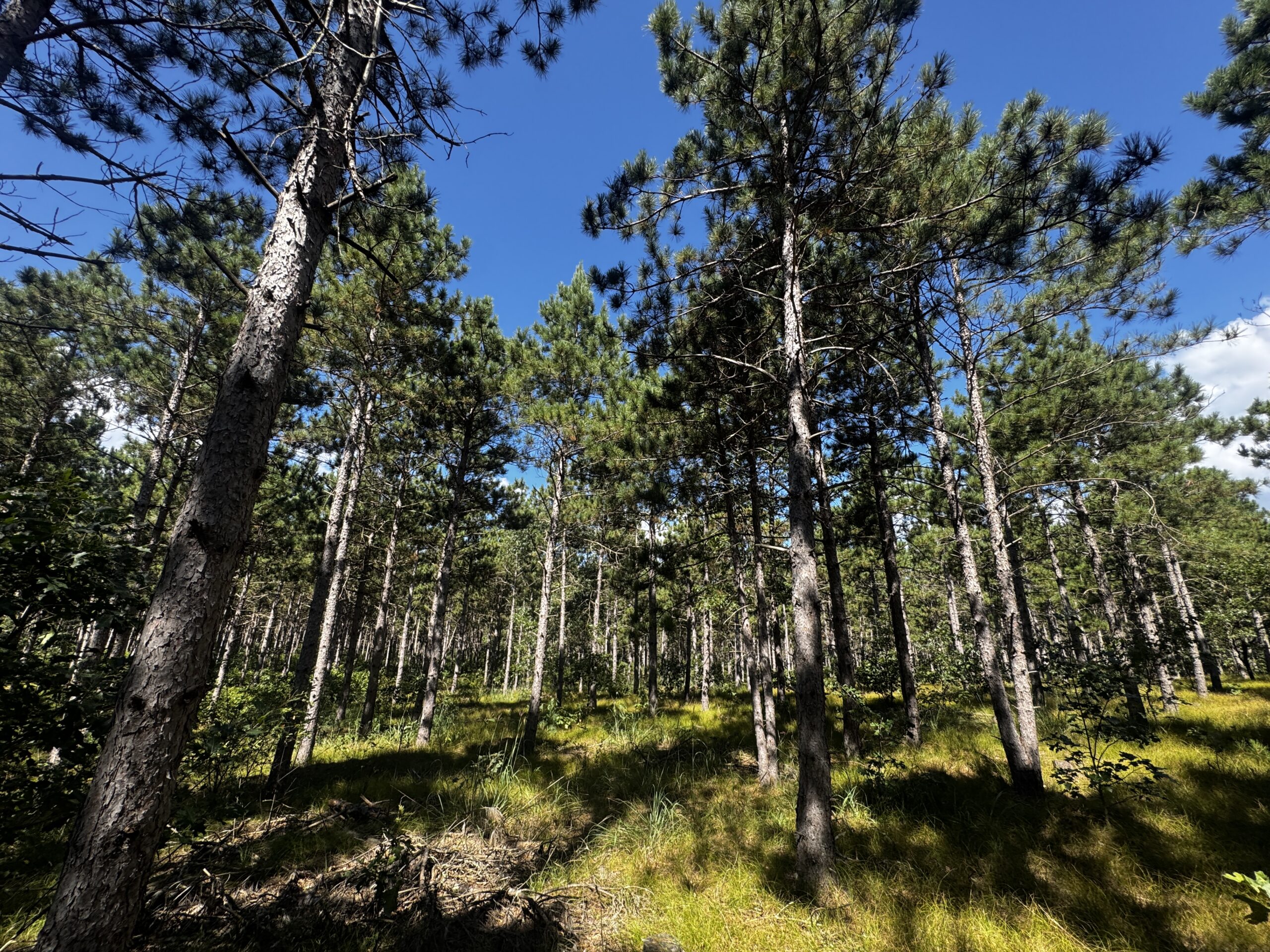 37.77-acre wooded parcel in the Town of Rome