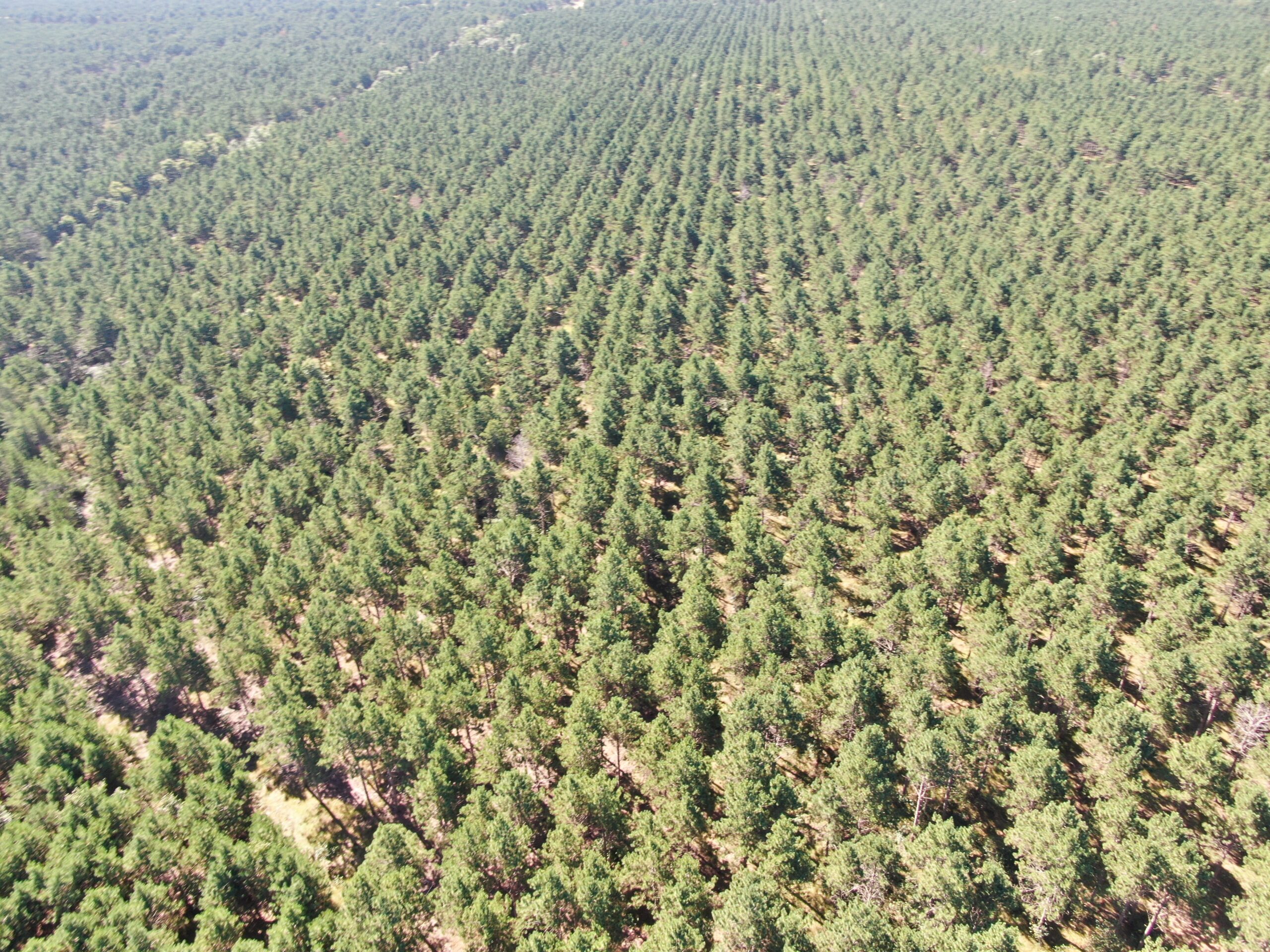 77-acre timber tract in the Town of Rome