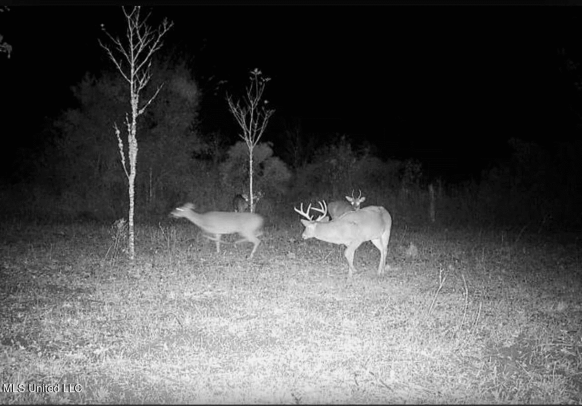 Tensas Parish Land Near Lake St. John – 80 Acres