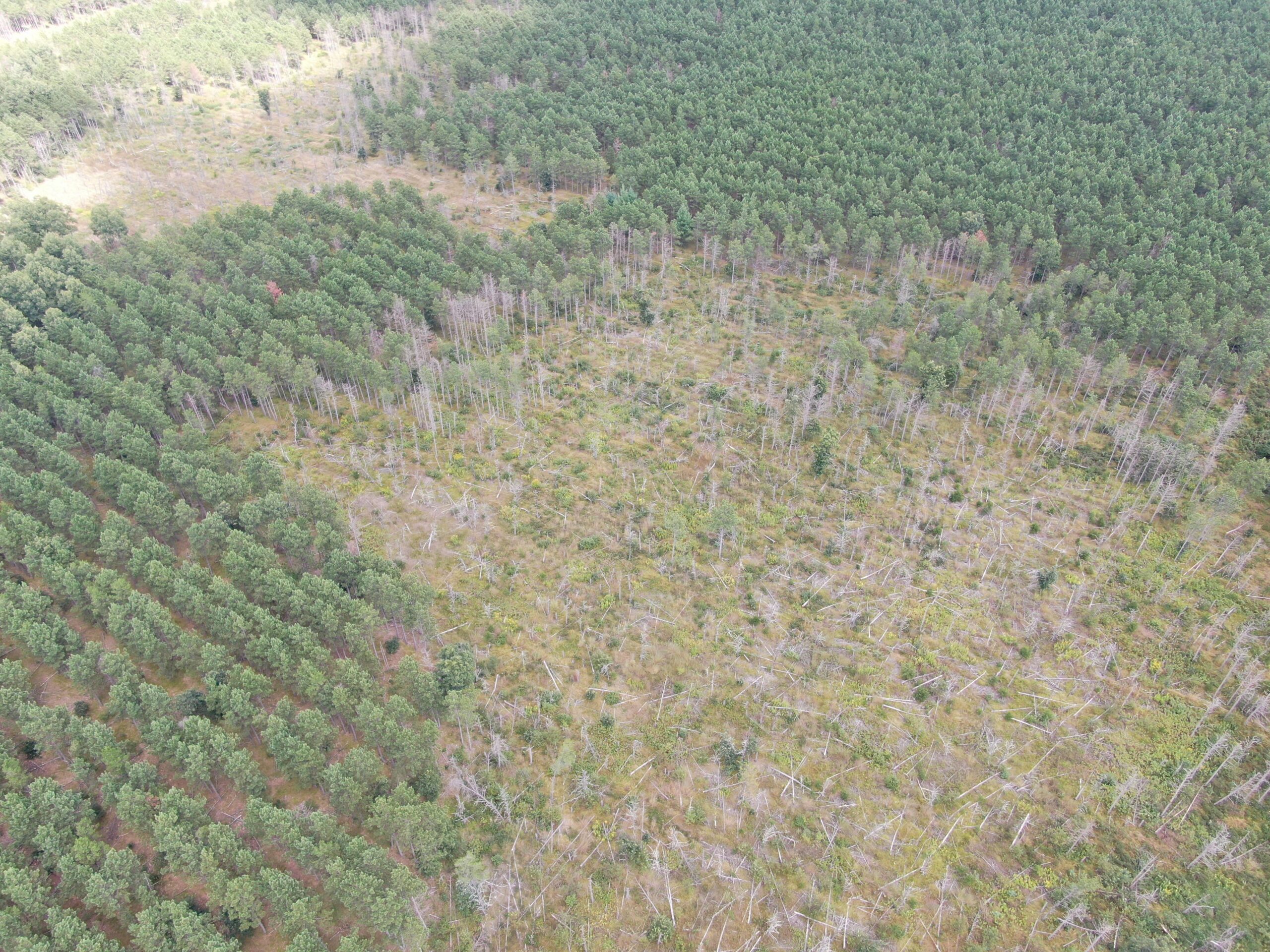 80-acre timber tract in Adams County
