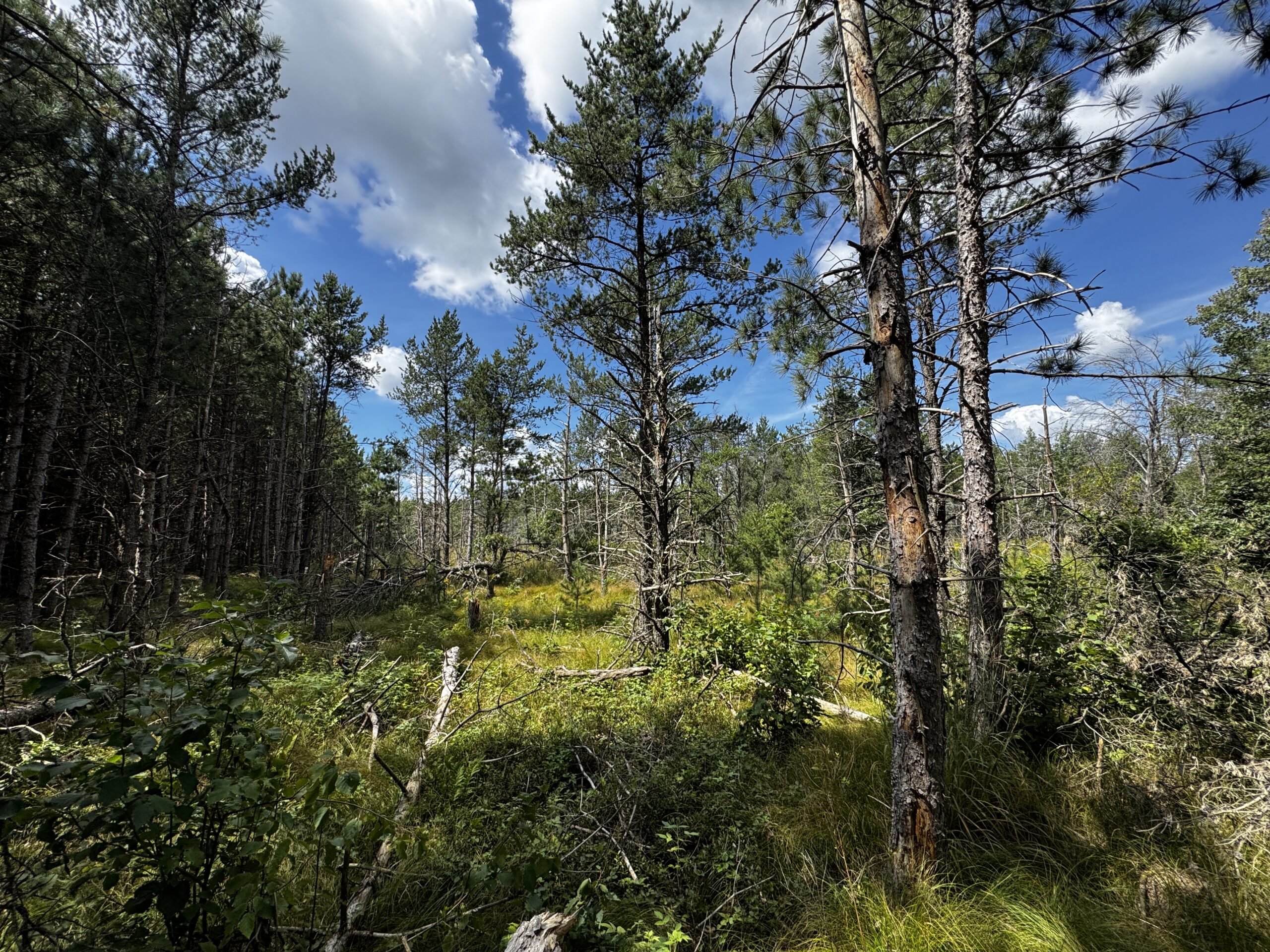 40-acre timbered tract in the Town of Big Flats