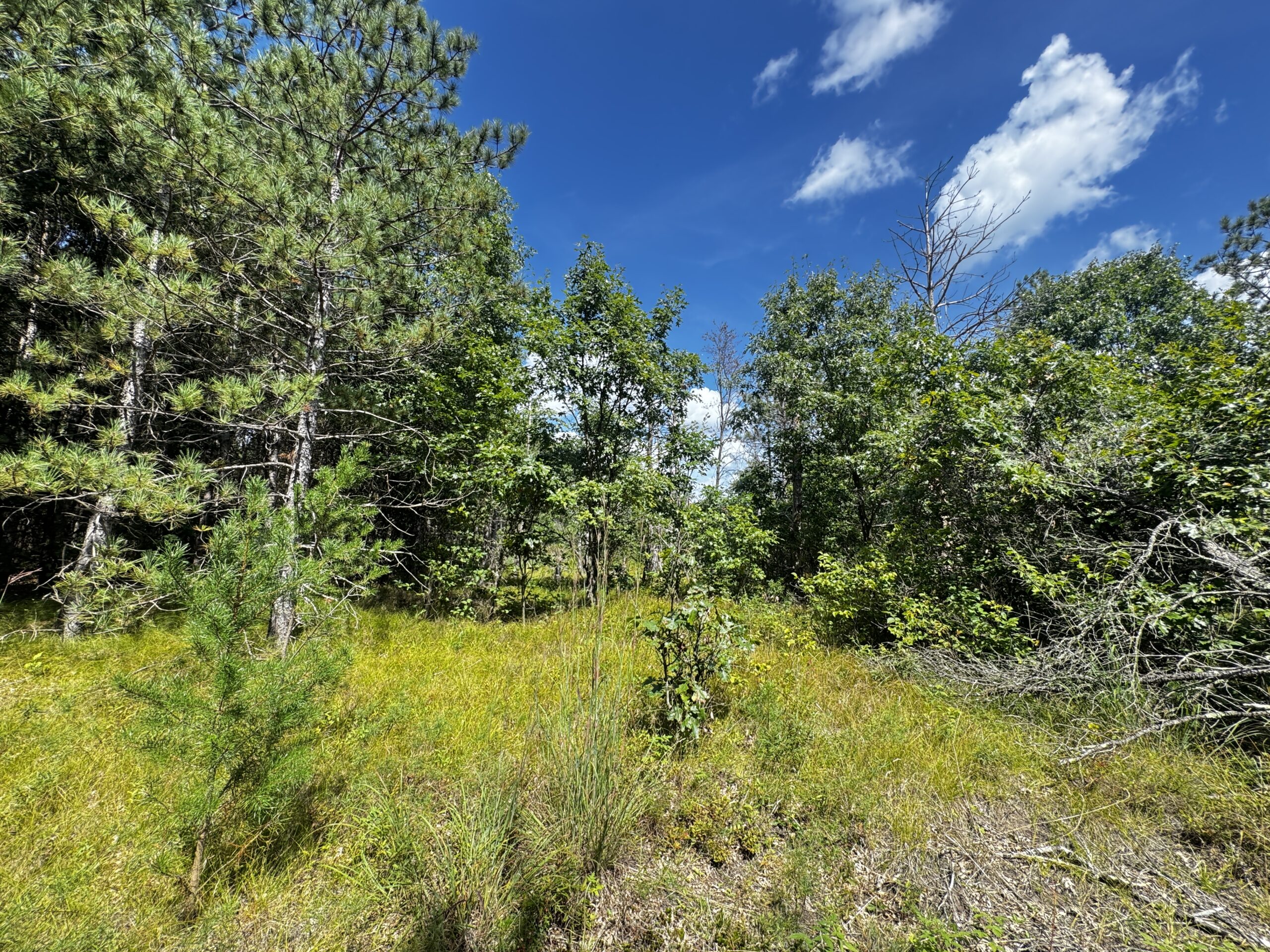 80-acre timber tract in the Town of Big Flats
