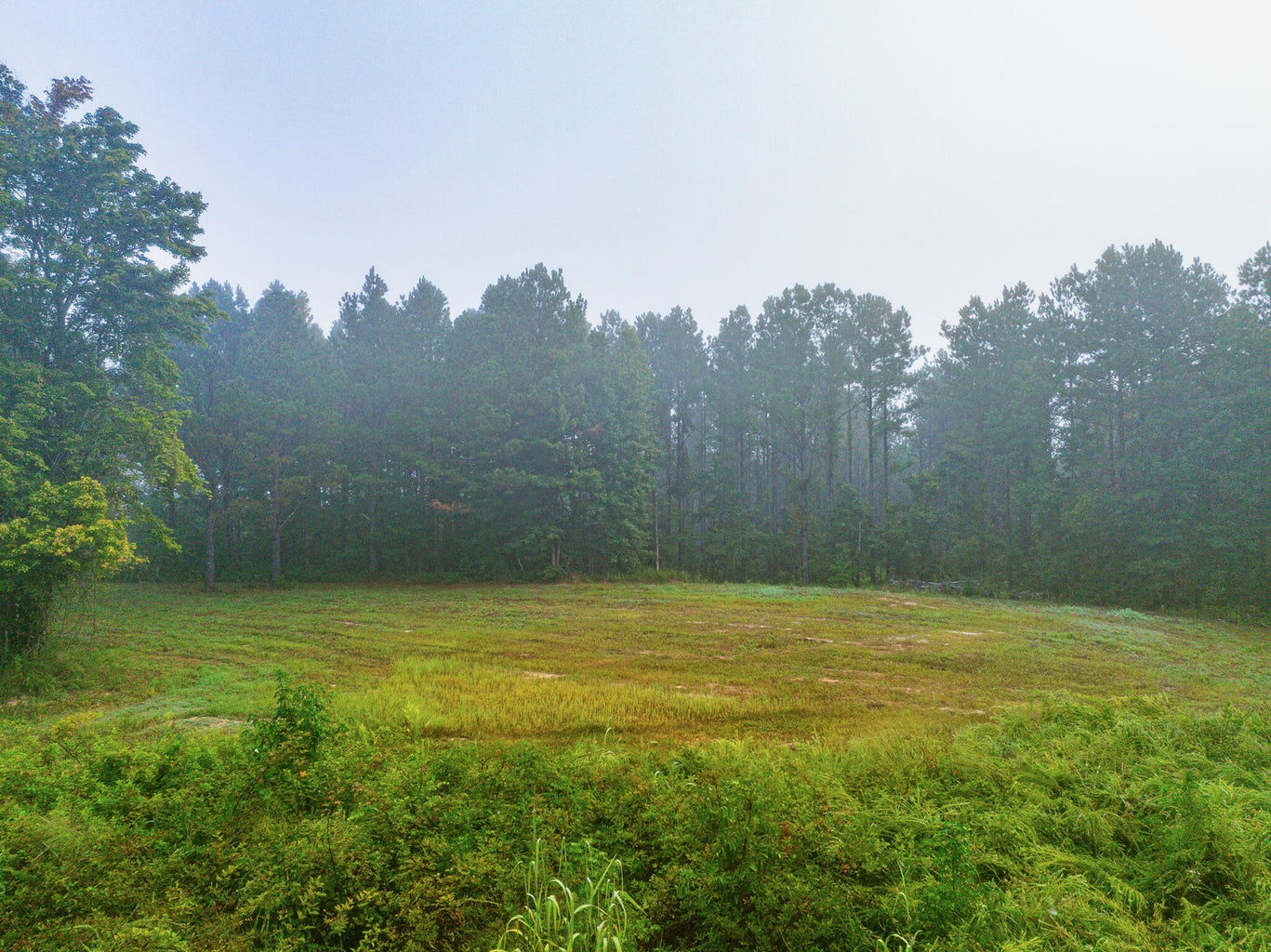 701 Acre Timber & Hunting Land Prentiss Co MS