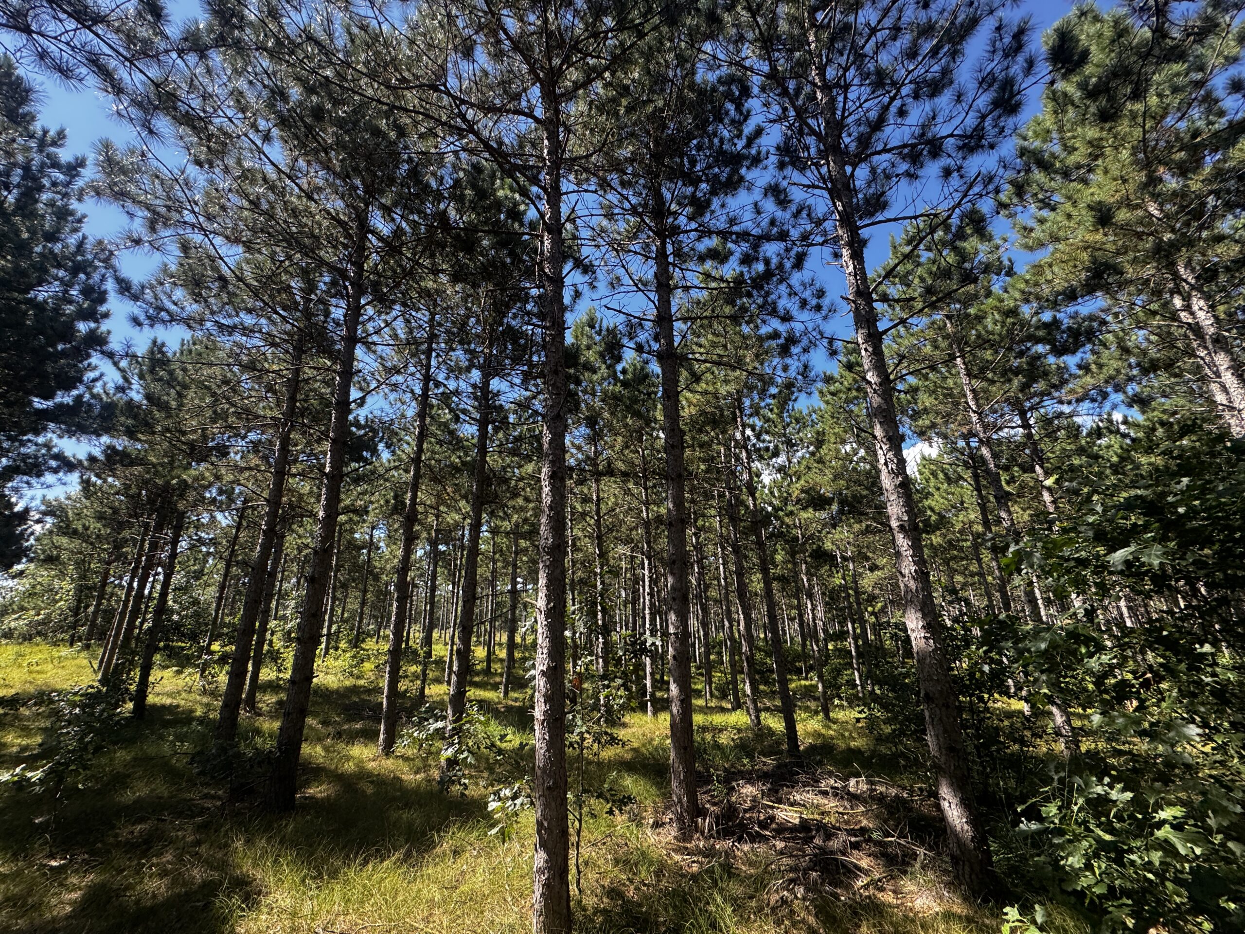 37.77-acre wooded parcel in the Town of Rome