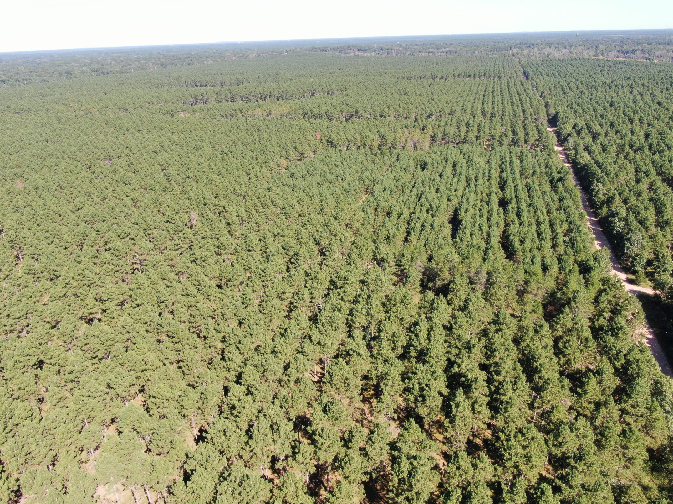 77-acre timber tract in the Town of Rome