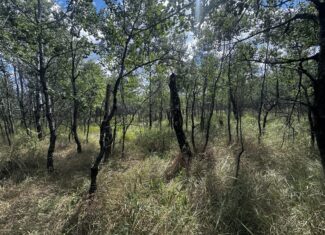 80-acre timbered tract in the Town of Big Flats, Adams County