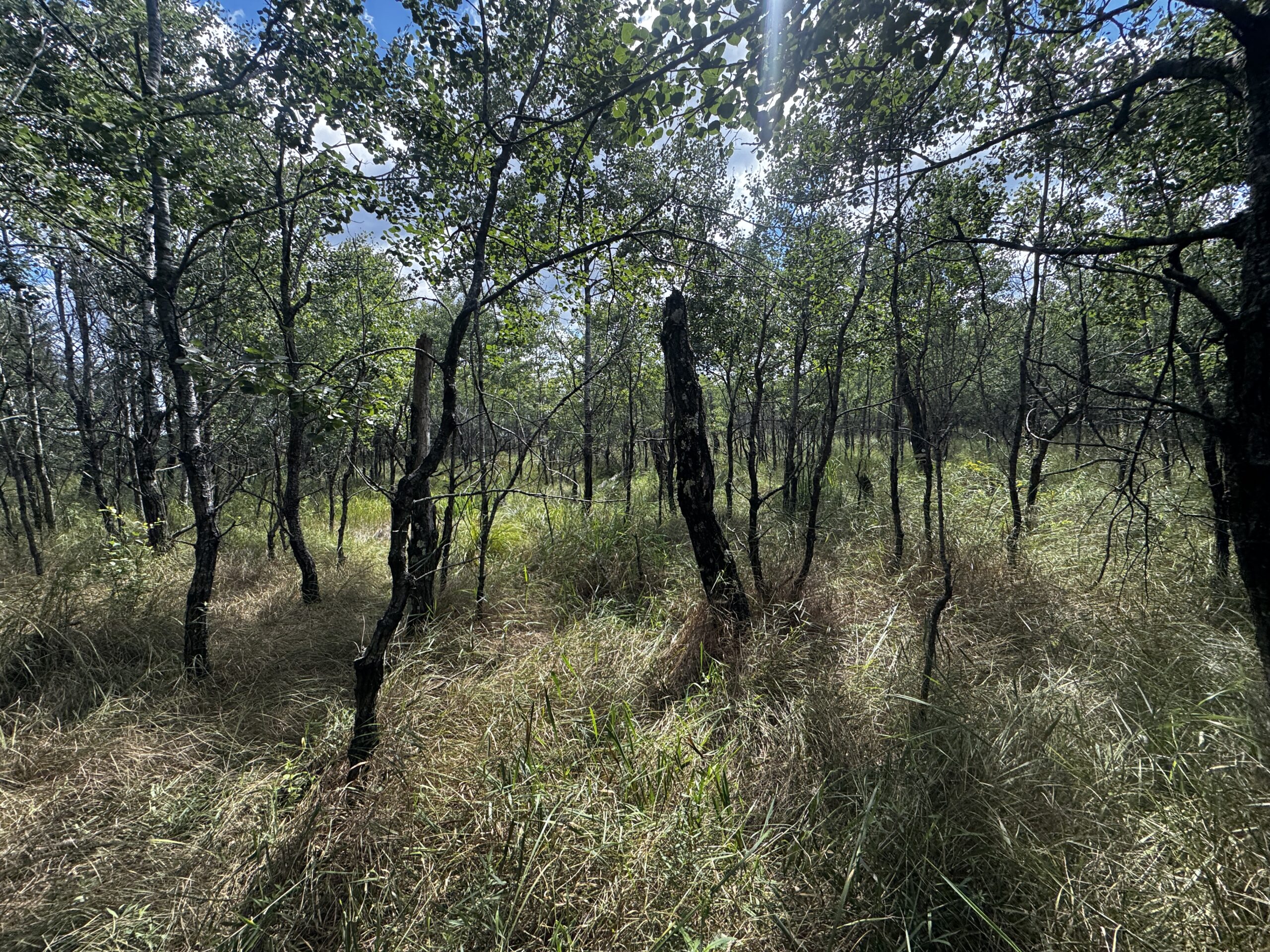 80-acre timbered tract in the Town of Big Flats, Adams County