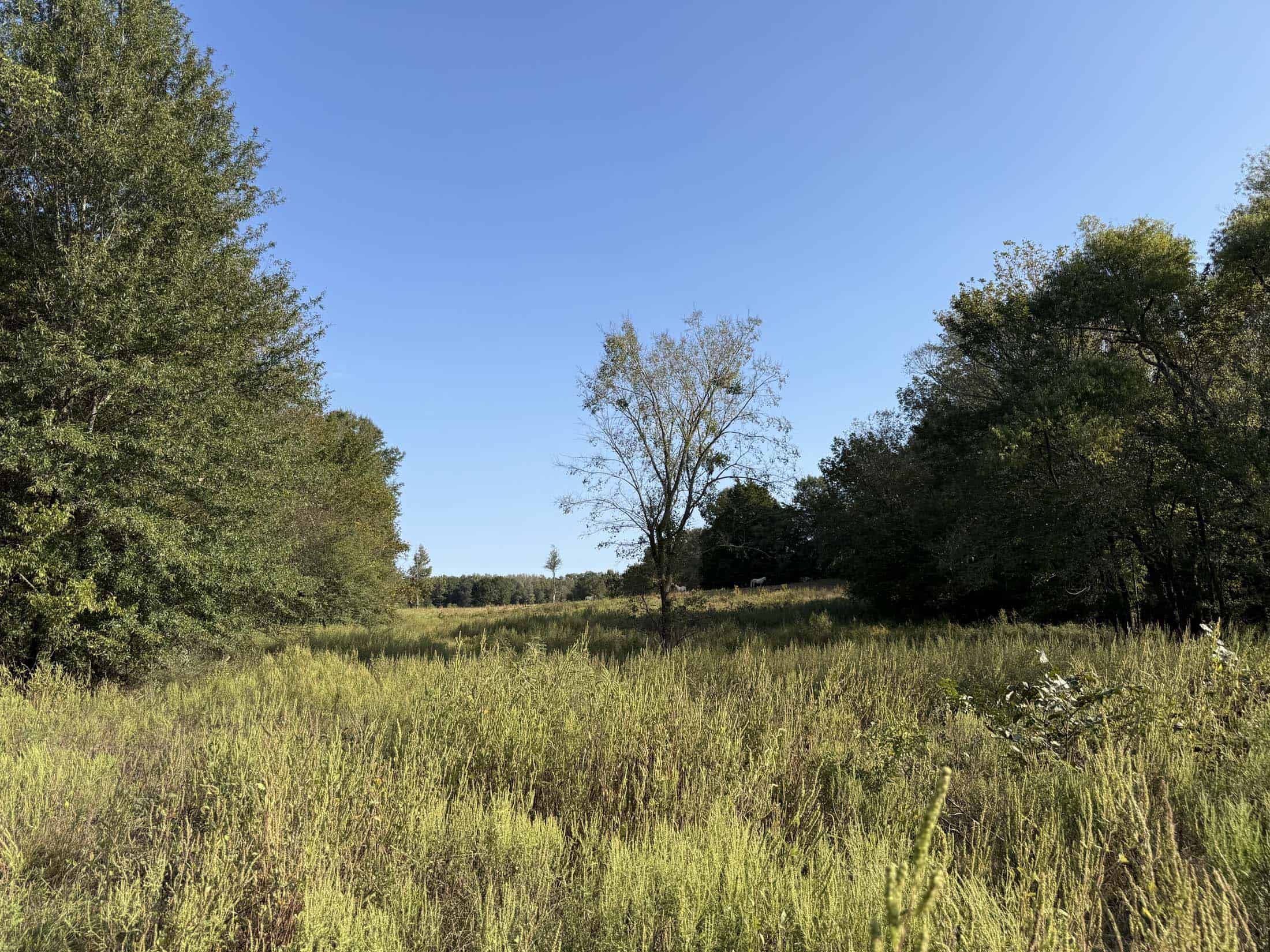 East Texas Hunting Property with Year-Round Creek in Fruitvale