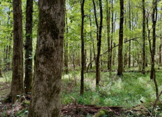 Mississippi Land For Sale With A Creek