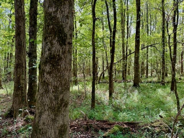Mississippi Land For Sale With A Creek