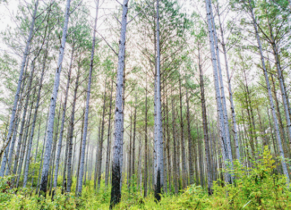 701 Acre Timber & Hunting Land Prentiss Co MS
