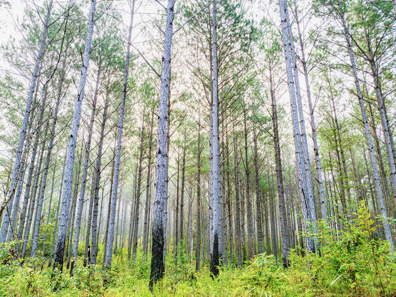 701 Acre Timber & Hunting Land Prentiss Co MS
