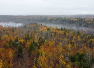 80± Acres Near the Coast – Pembroke, Maine