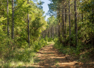 650 Acres Timberland and Lake Site Calhoun County MS