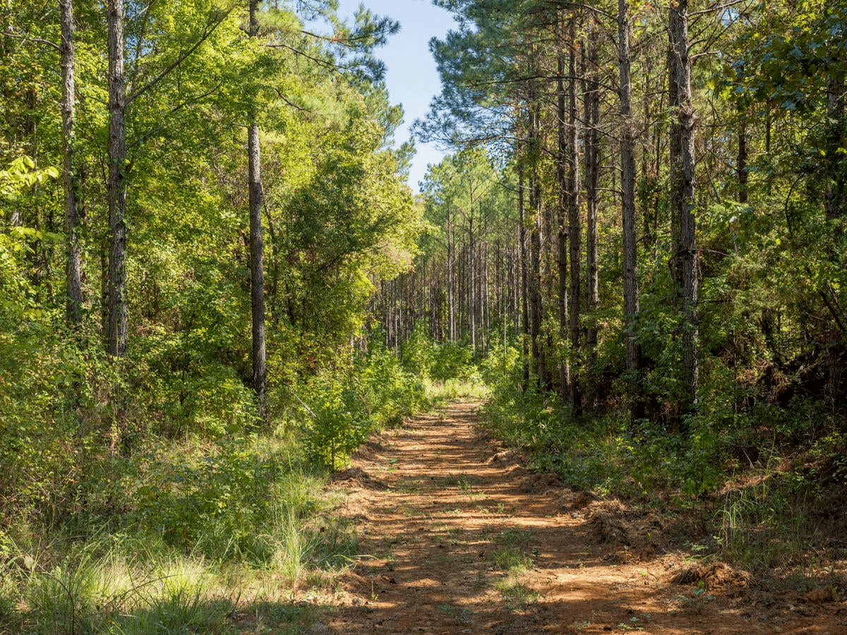650 Acres Timberland and Lake Site Calhoun County MS