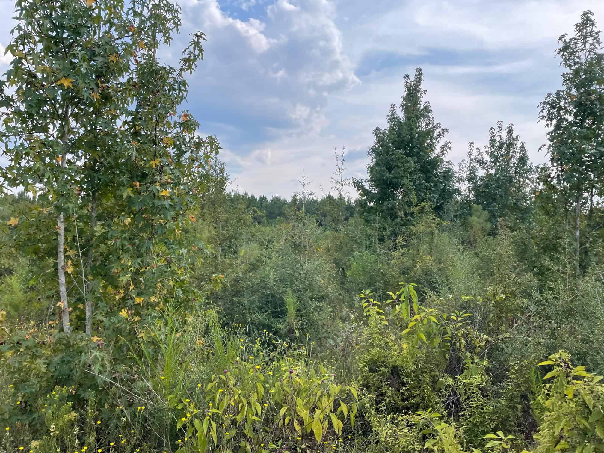 40 Acres Beauregaurd Parish LA