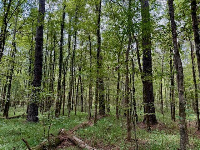 Mississippi Land For Sale With A Creek