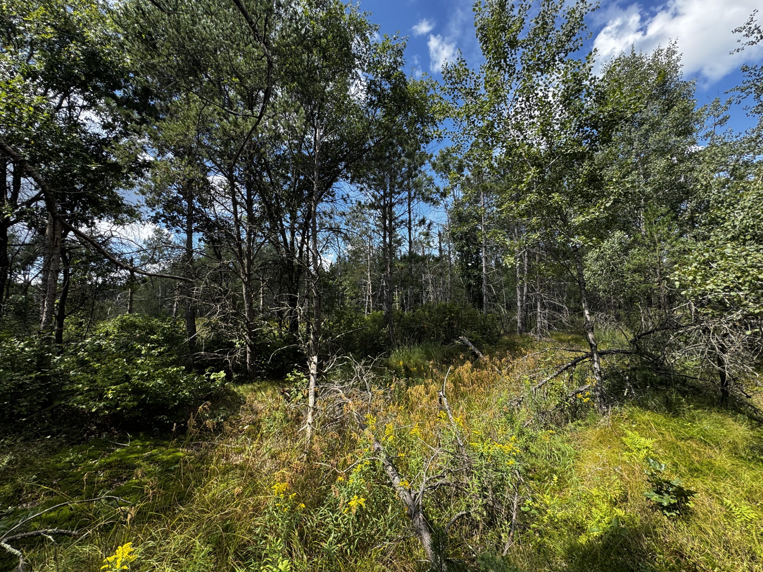 40-acre timbered tract in the Town of Big Flats