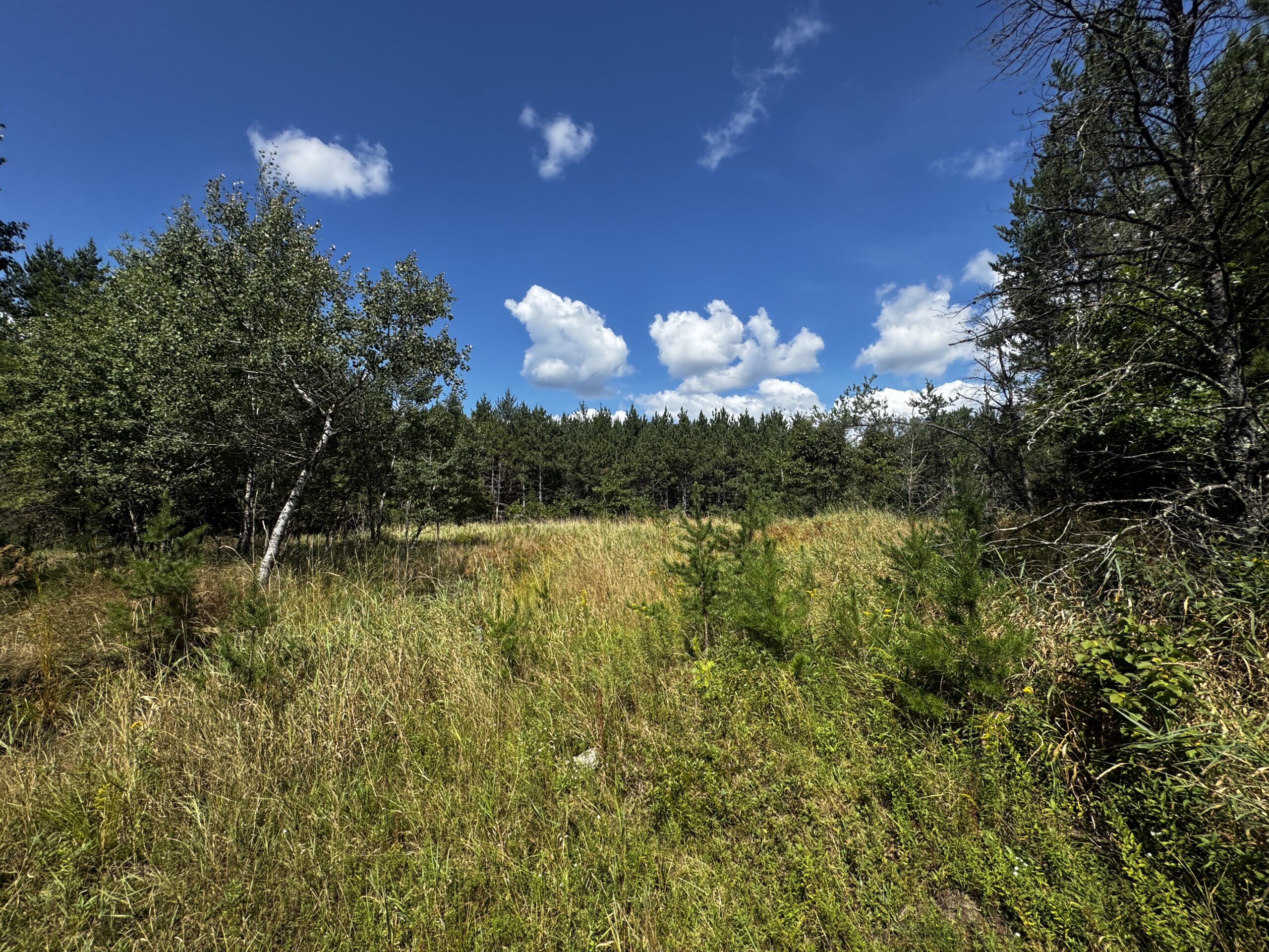 80-acre timber tract in the Town of Big Flats