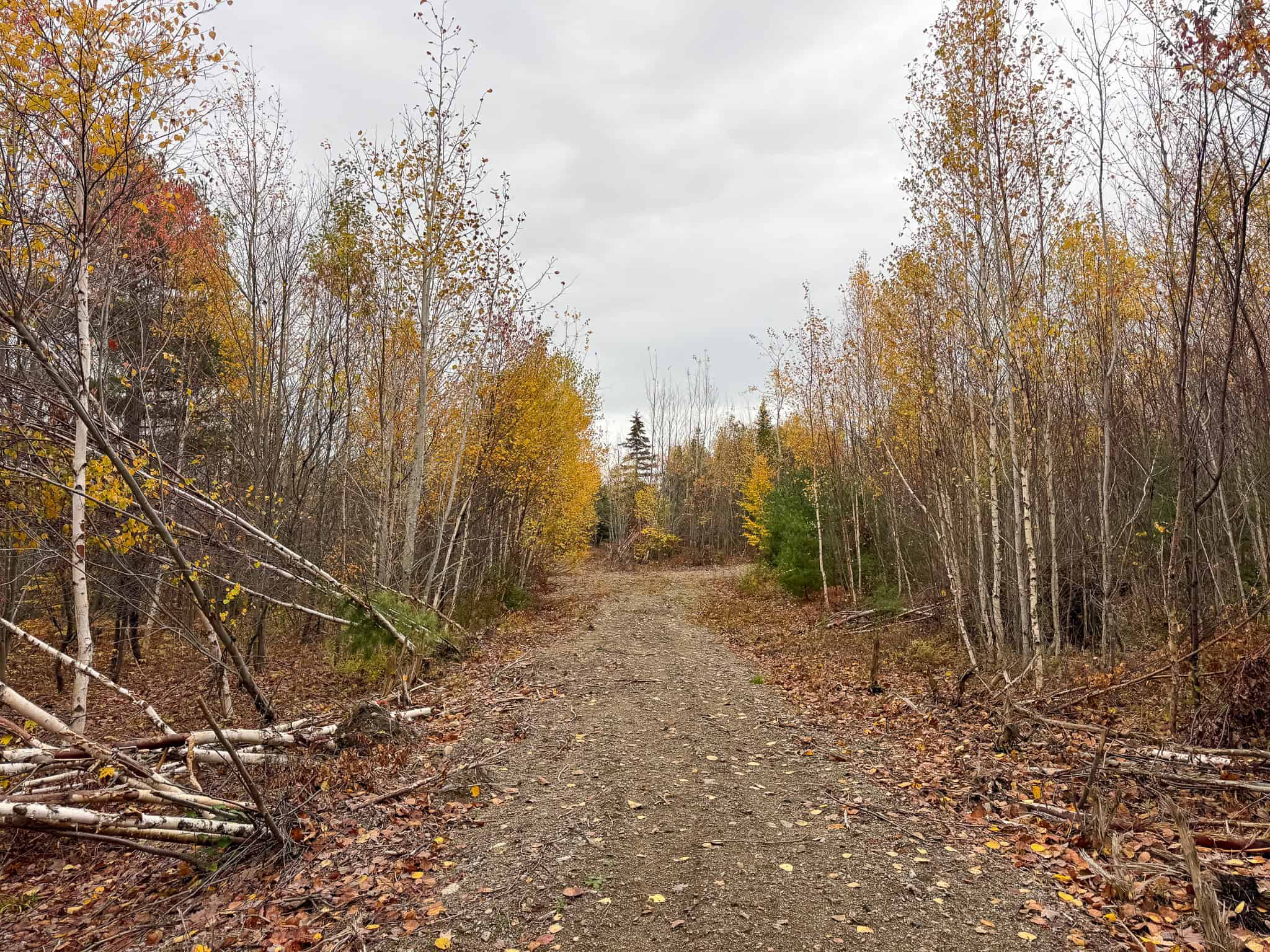 80± Acres Near the Coast – Pembroke, Maine