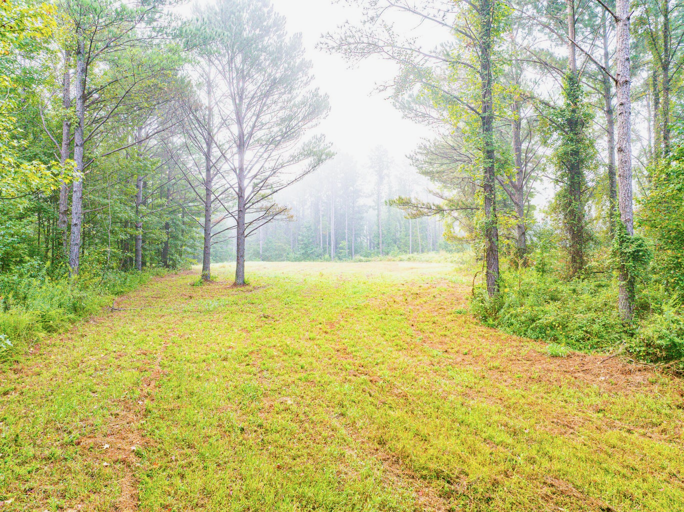 701 Acre Timber & Hunting Land Prentiss Co MS