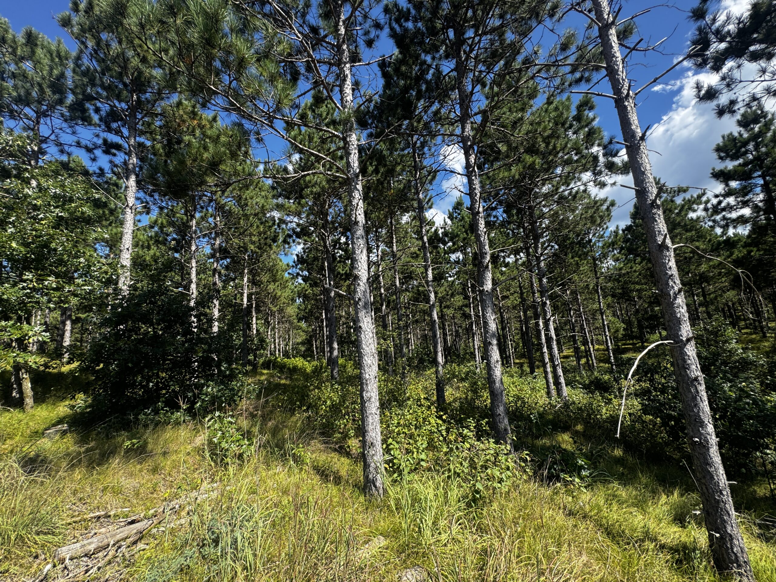 40-acre wooded parcel in the Town of Rome