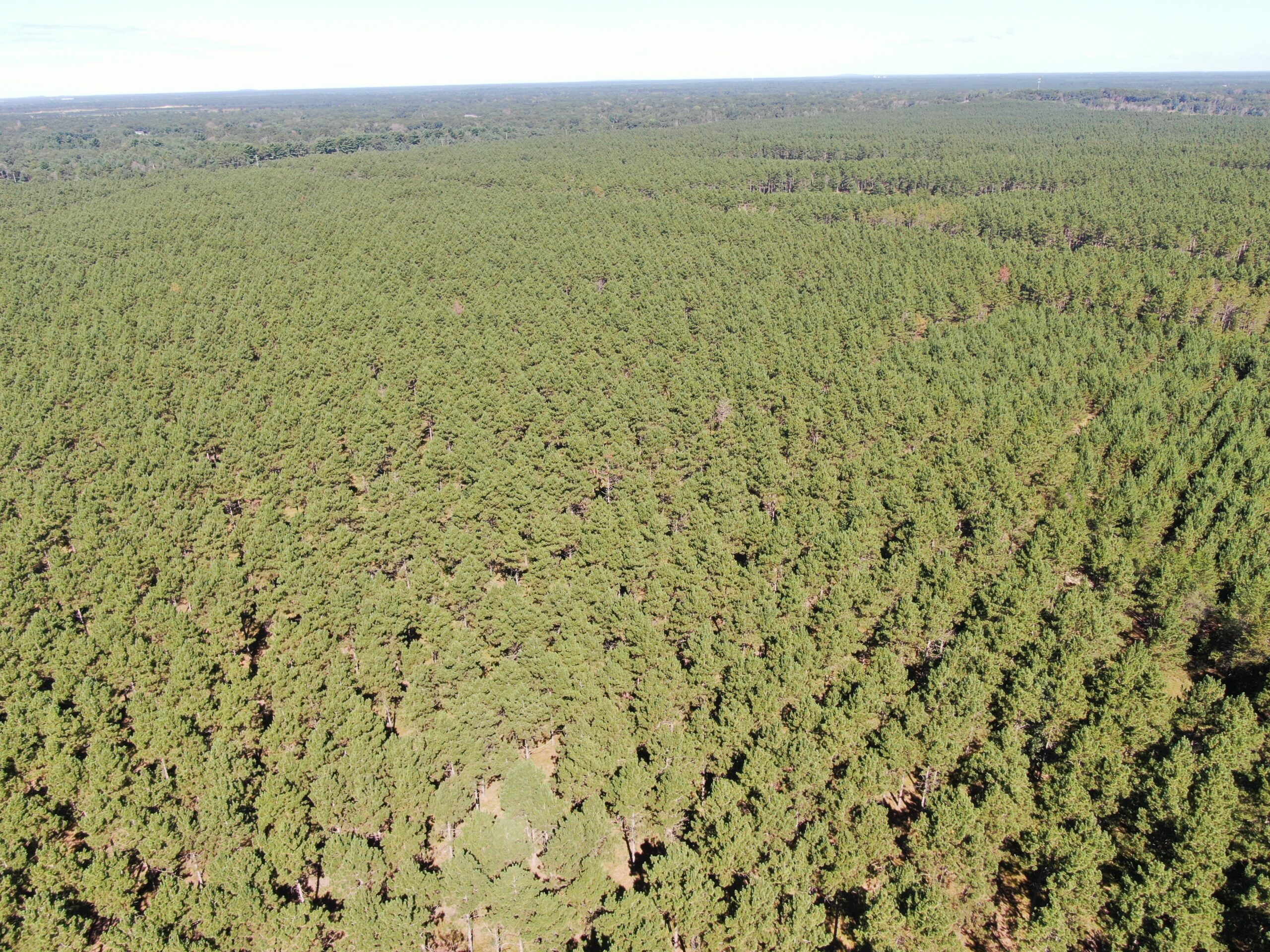 77-acre timber tract in the Town of Rome