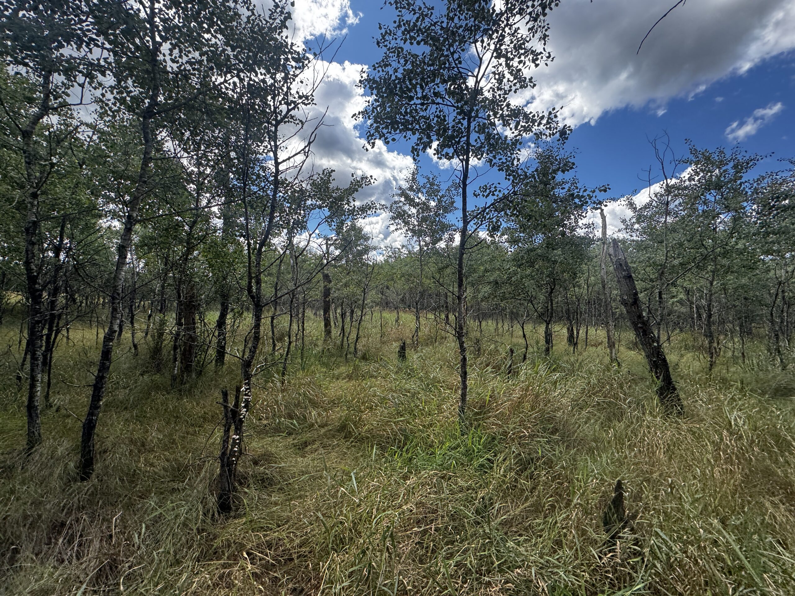 80-acre timbered tract in the Town of Big Flats, Adams County