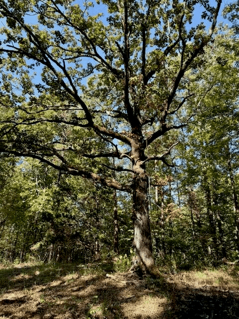 650 Acres Timberland and Lake Site Calhoun County MS