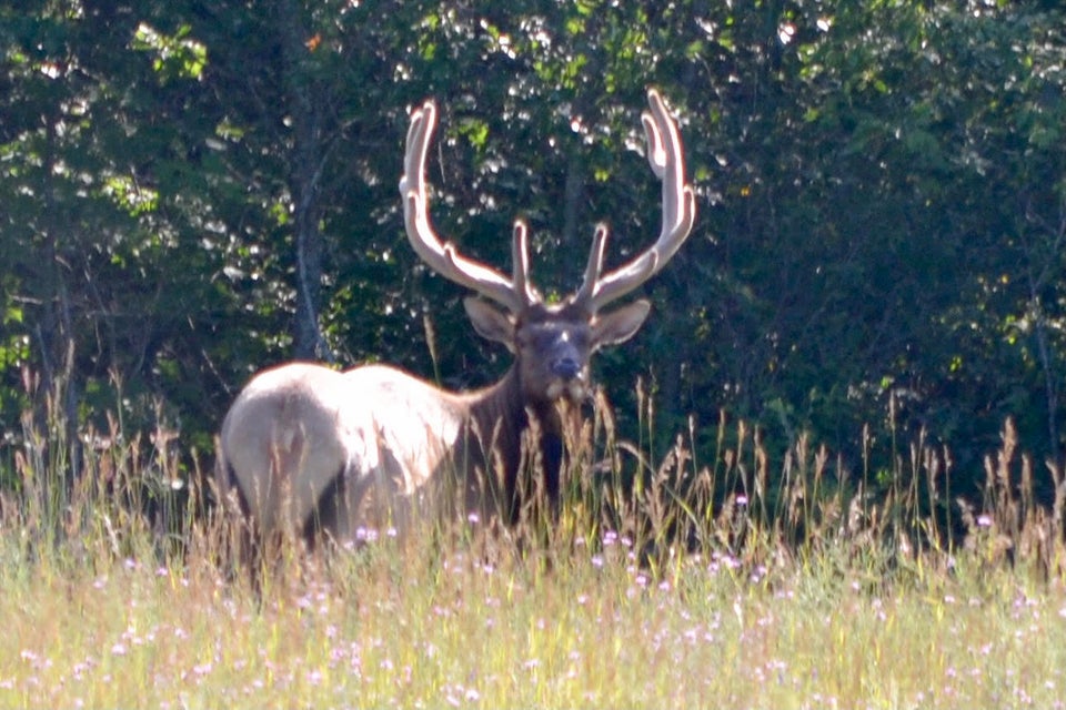 Elk Country Retreat in Atlanta, MI