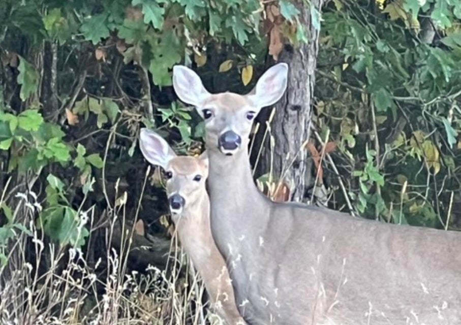Elk Country Retreat in Atlanta, MI