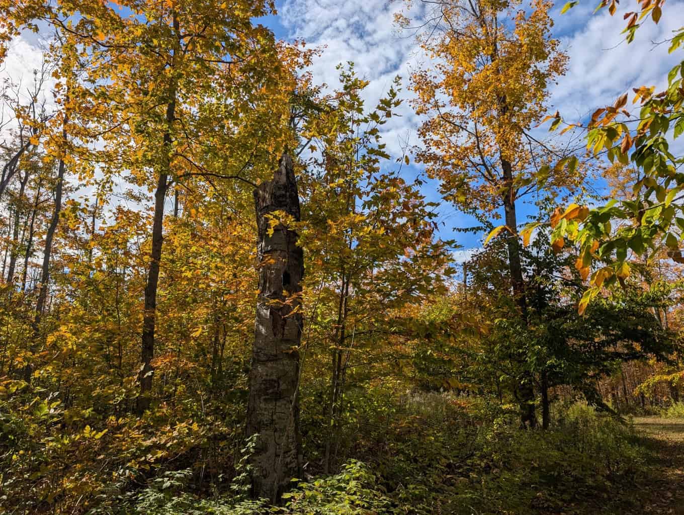 33+ Acre Hunting Camp with Cabin Near Gaylanta Lake, Atlanta MI
