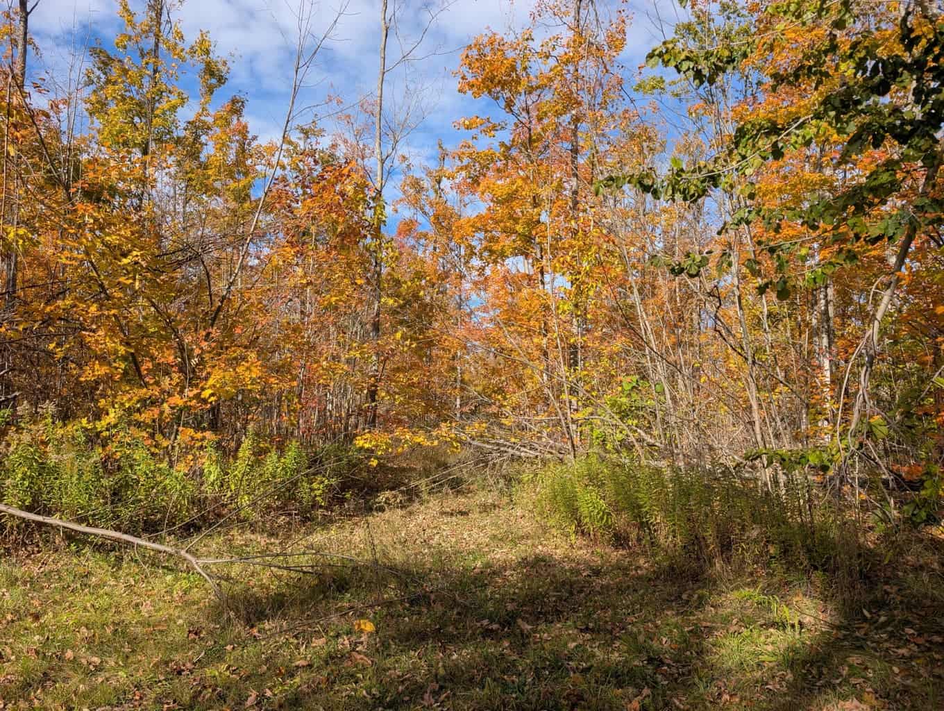 33+ Acre Hunting Camp with Cabin Near Gaylanta Lake, Atlanta MI