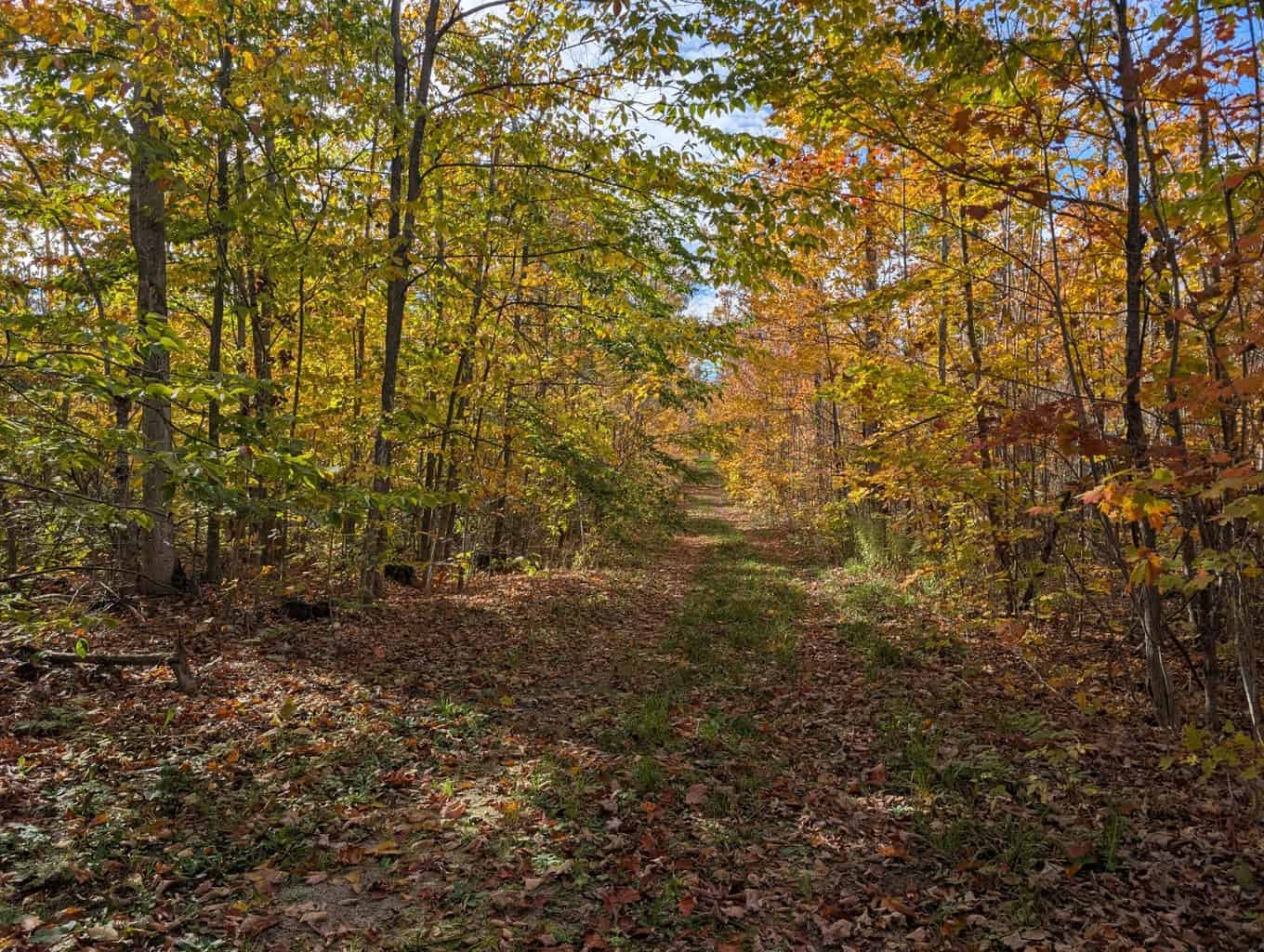 33+ Acre Hunting Camp with Cabin Near Gaylanta Lake, Atlanta MI
