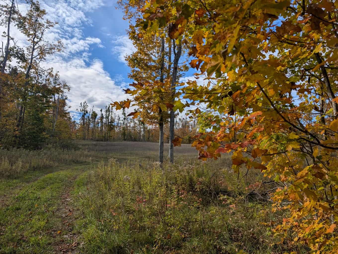 33+ Acre Hunting Camp with Cabin Near Gaylanta Lake, Atlanta MI