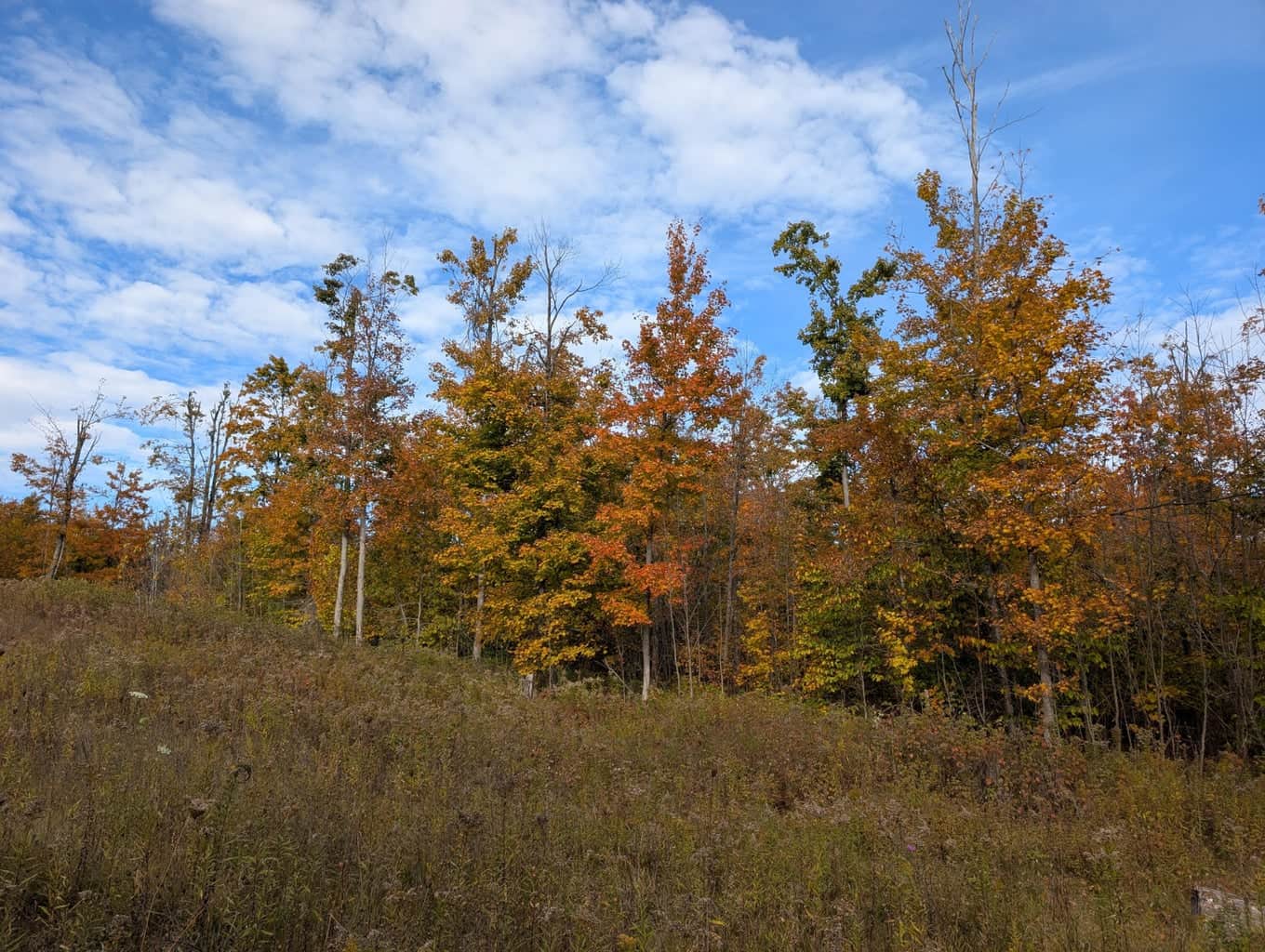 33+ Acre Hunting Camp with Cabin Near Gaylanta Lake, Atlanta MI