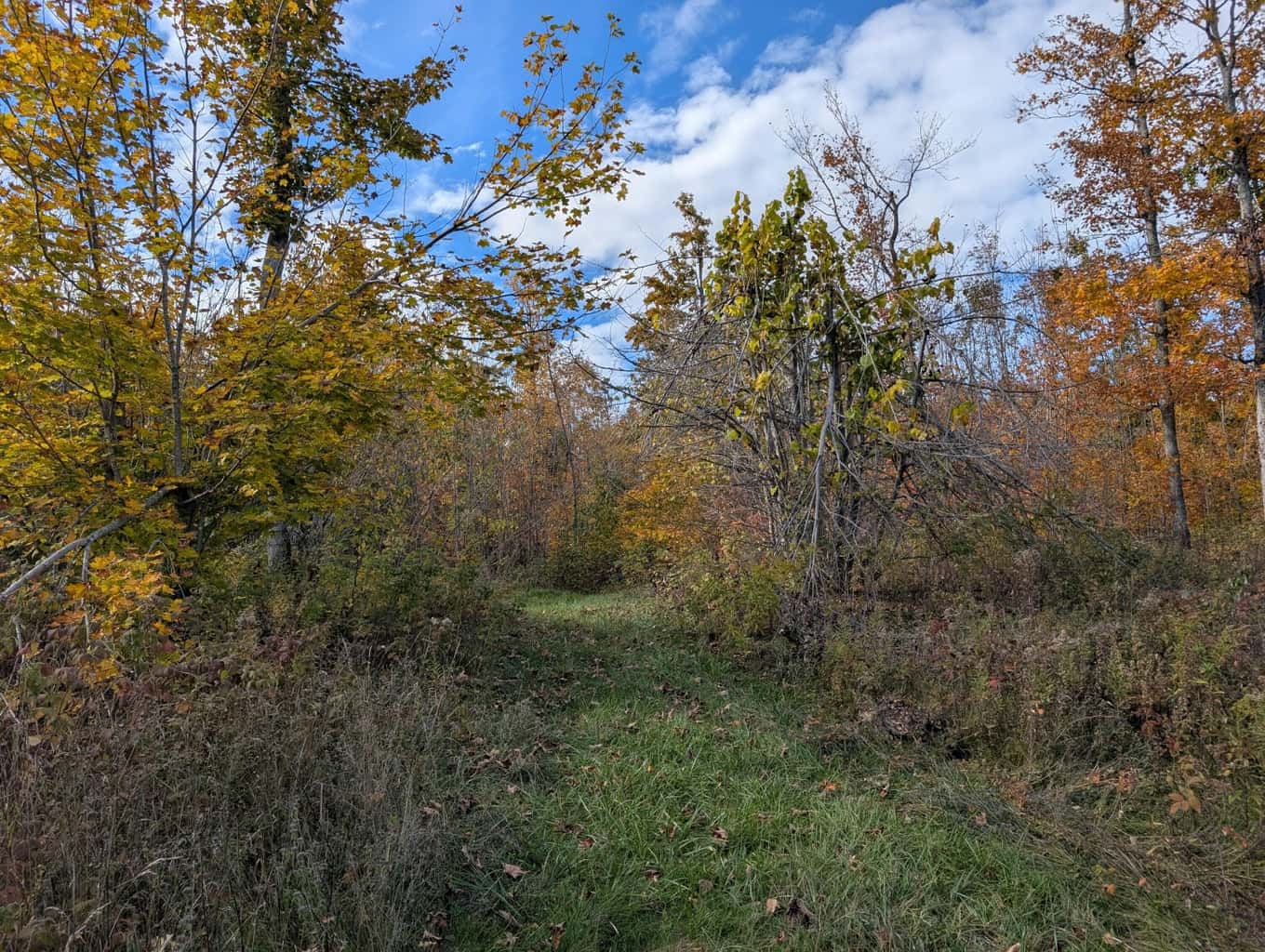 33+ Acre Hunting Camp with Cabin Near Gaylanta Lake, Atlanta MI