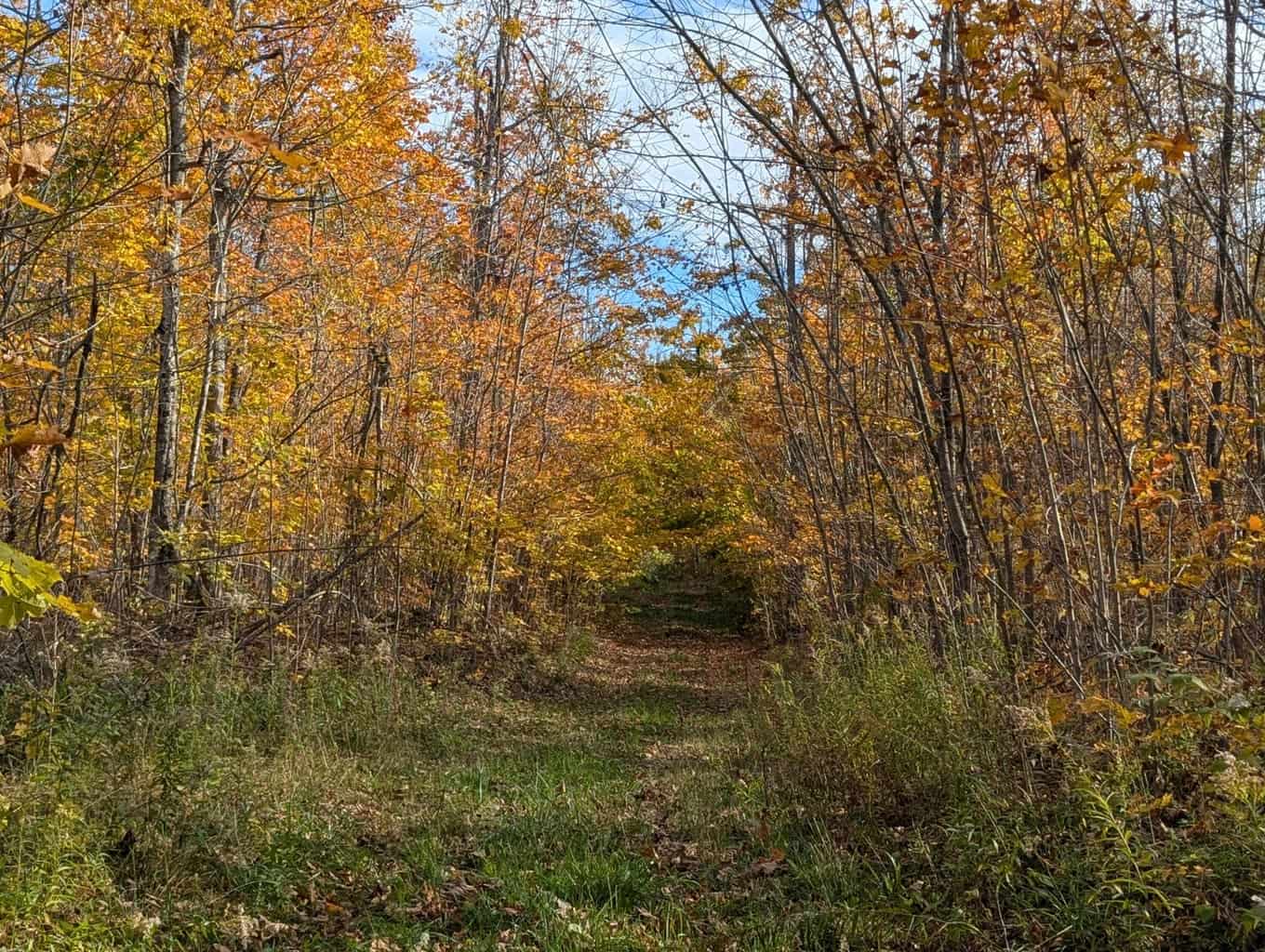33+ Acre Hunting Camp with Cabin Near Gaylanta Lake, Atlanta MI