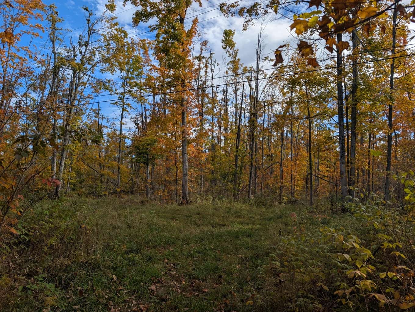 33+ Acre Hunting Camp with Cabin Near Gaylanta Lake, Atlanta MI