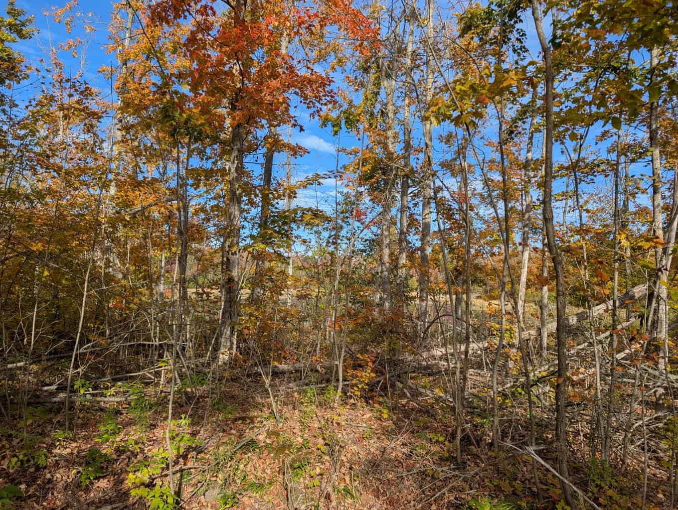33+ Acre Hunting Camp with Cabin Near Gaylanta Lake, Atlanta MI