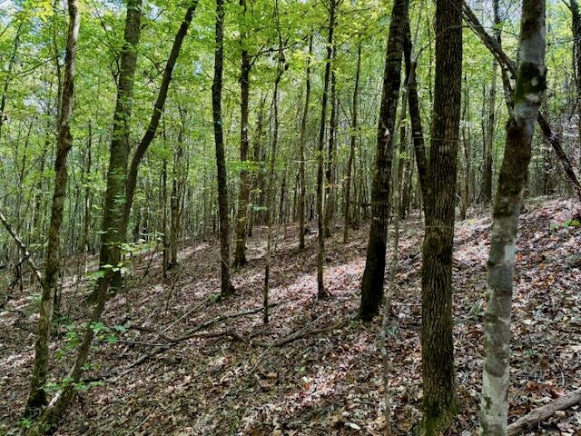 Mississippi Land For Sale With A Creek