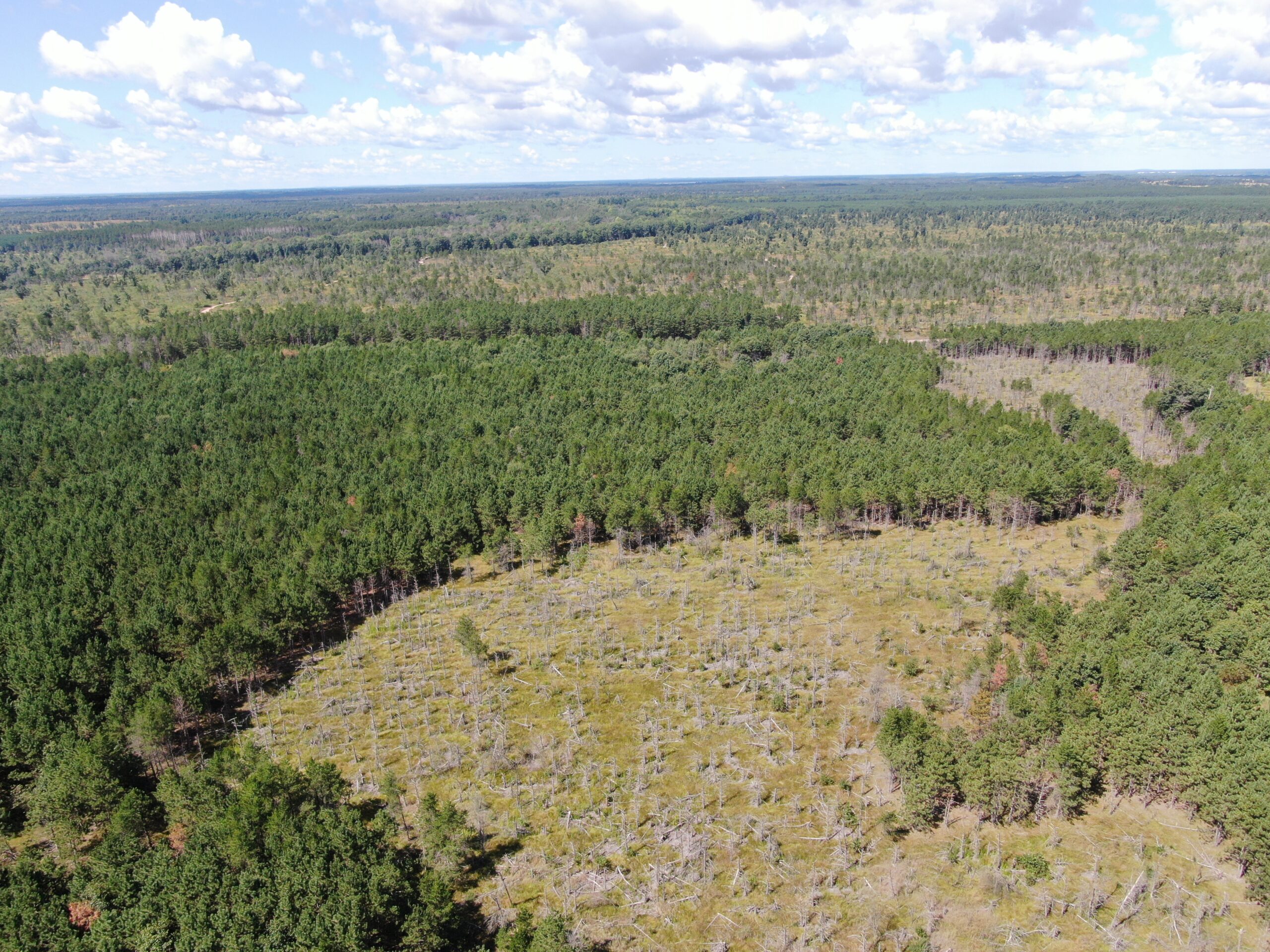 80-acre timbered tract in the Town of Big Flats, Adams County