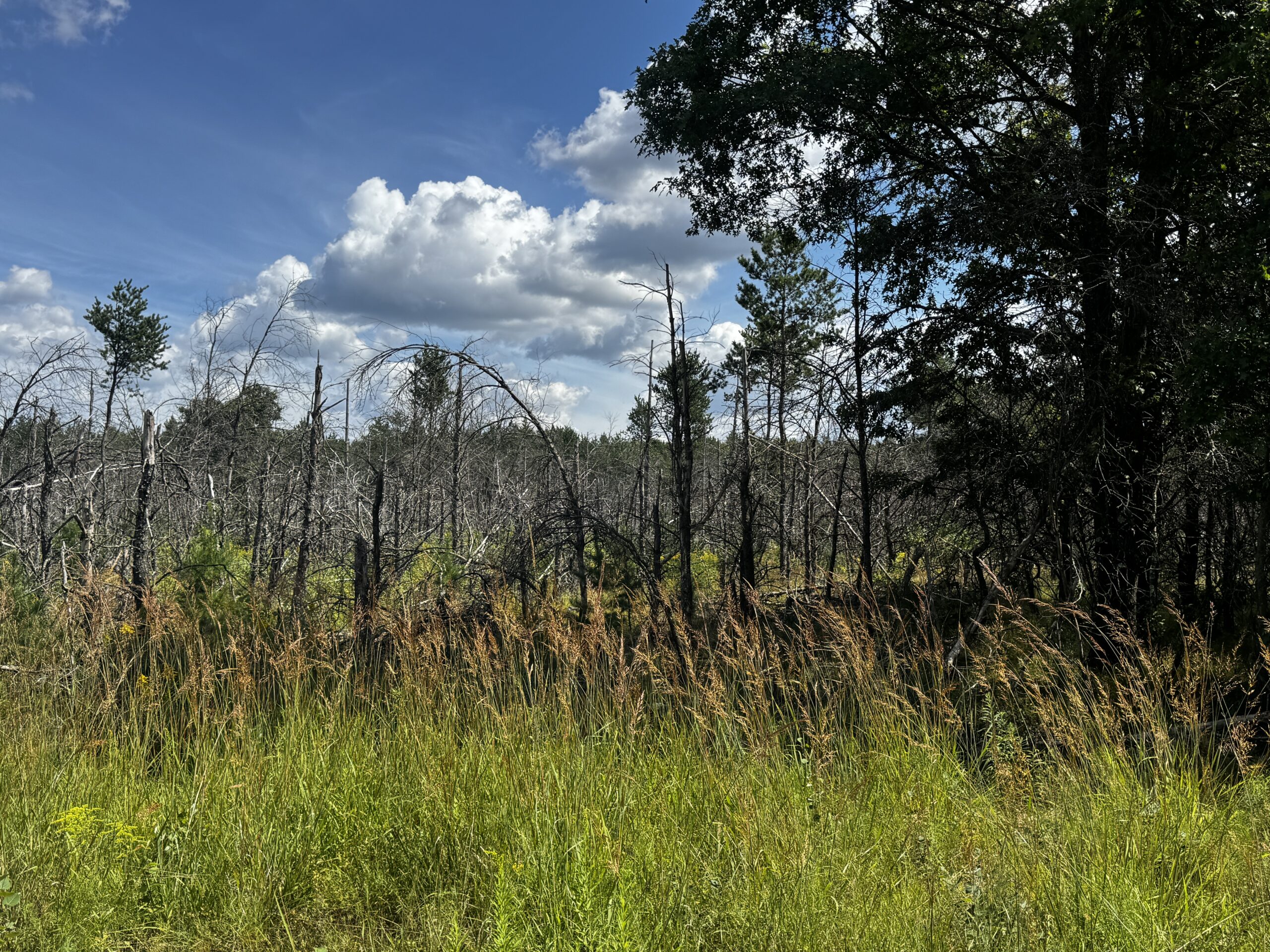 40-acre corner parcel in the Town of Big Flats, Adams County