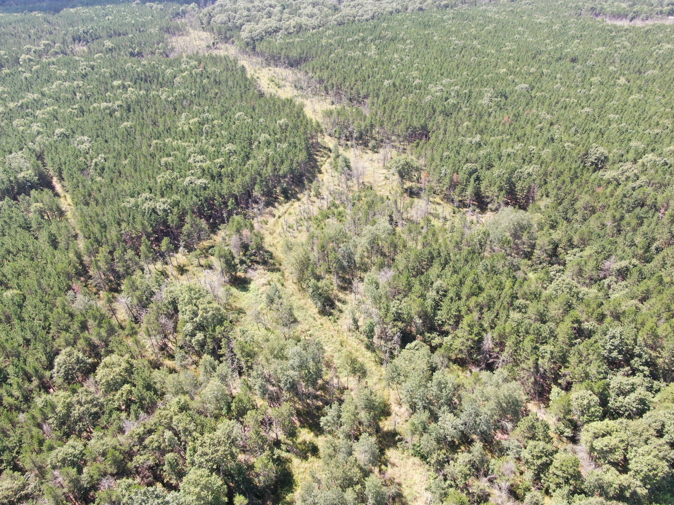 40-acre timbered tract in the Town of Big Flats